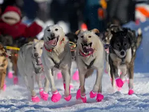 'Iditarod 2025': The famous dog race to become longer due to lack of snow! Check out all the details