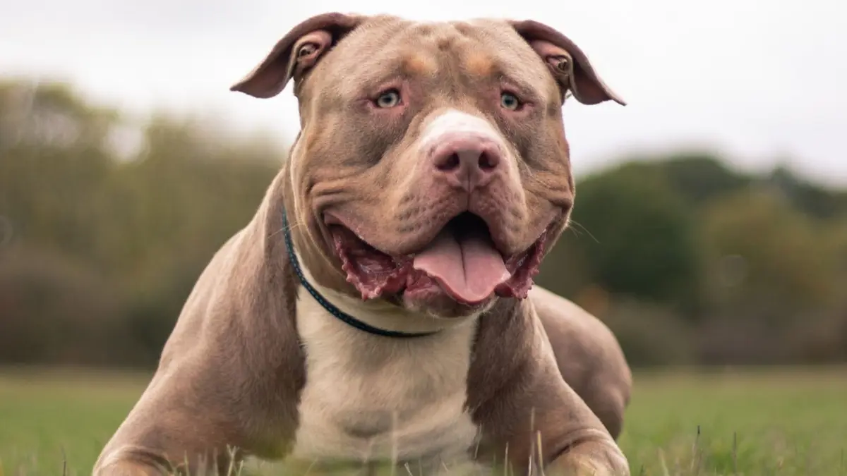 UK bans XL Bully dog, people opt for THIS breed known as ‘killing machine’