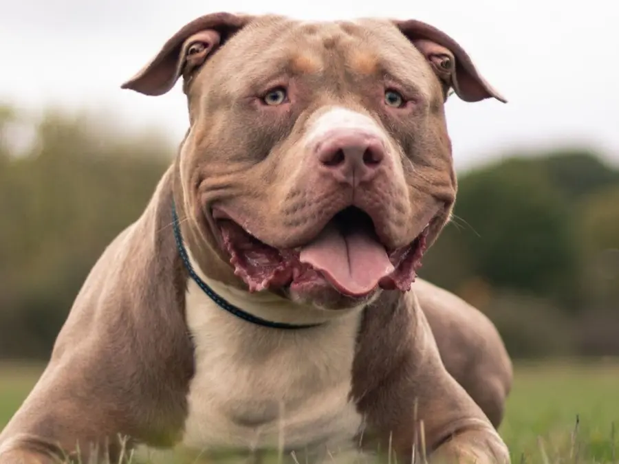 UK bans XL Bully dog, people opt for THIS breed known as ‘killing machine’