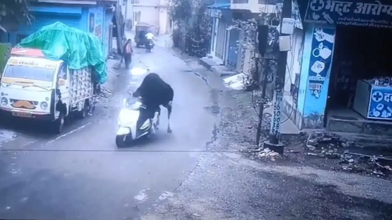 'Gaaye Theft Auto’: Bull goes for a scooty spin in Rishikesh, stunned netizens dub him ‘heavy driver!'