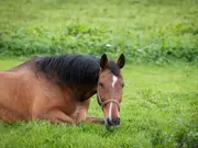 Bihar man spends over $13,000 to buy horse; know more about this stunning breed