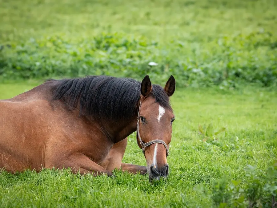Bihar man spends over $13,000 to buy horse; know more about this stunning breed
