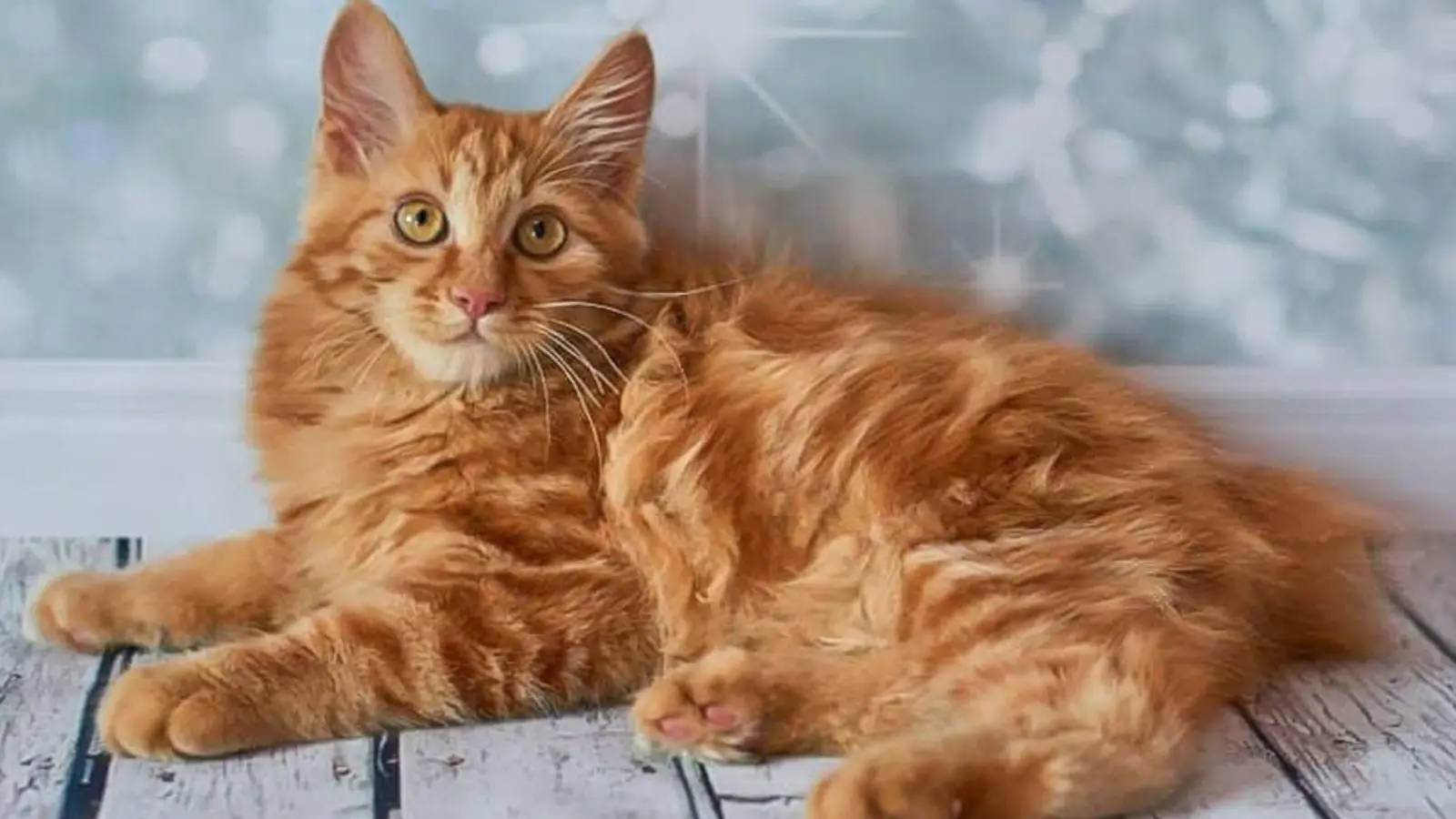 American bobtail 