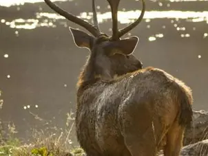 5 Best Jungle Safaris in India