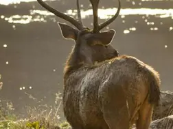 5 Best Jungle Safaris in India