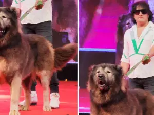 Man claimed he owned rare 'wolfdog' worth $5.7 million; Enforcement Directorate exposes his FALSE story