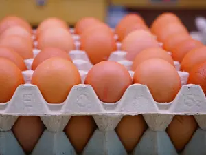 Egg vendor gets Rs 50 crore tax notice due to fraudulent use of PAN, Aadhar