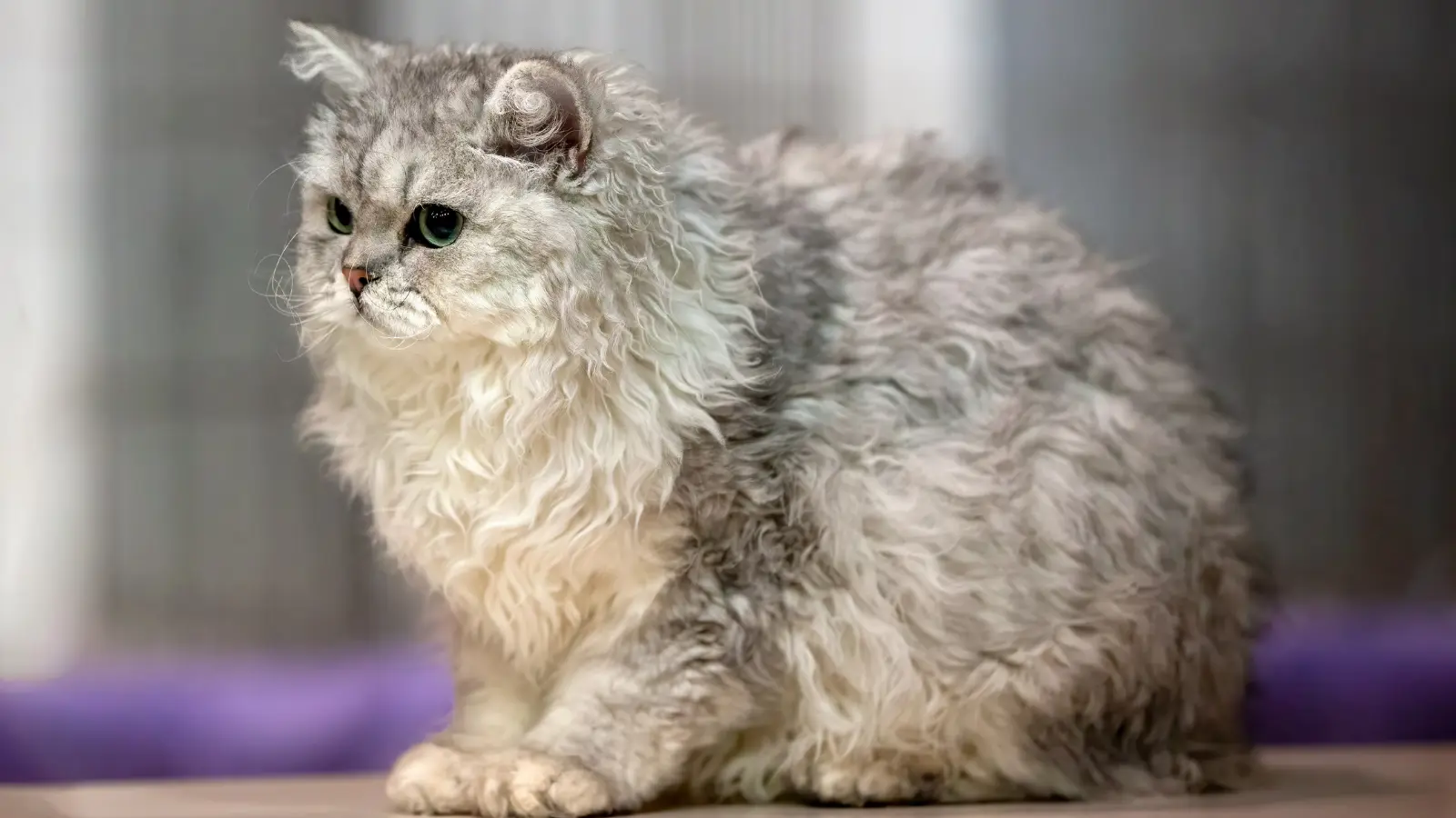 Selkirk rex 
