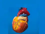 Study reveals damaged hearts may hold self-healing ability