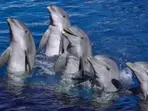 What killed 77 dolphins in Florida? The reason has been revealed over a decade later