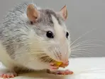 Chinese scientists achieve milestone by creating mouse with just two fathers