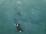 Two male orcas on gruesome killing spree are ripping out shark livers