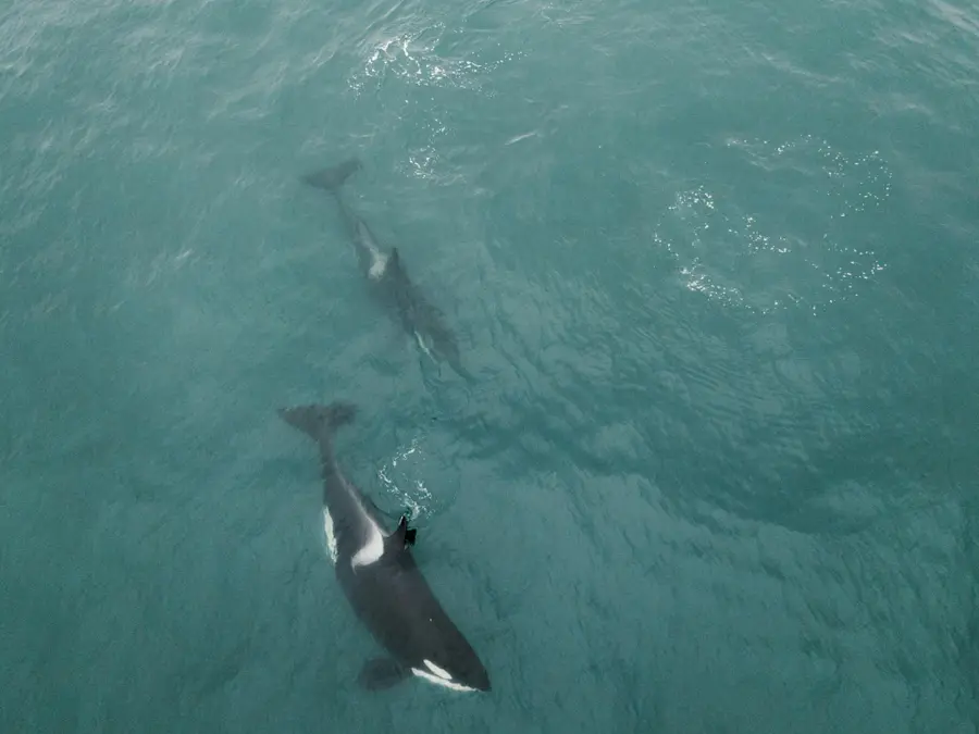 Two male orcas on gruesome killing spree are ripping out shark livers