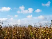 Grain ethanol has potential to boost Indian farmers' income by $350 billion: Report