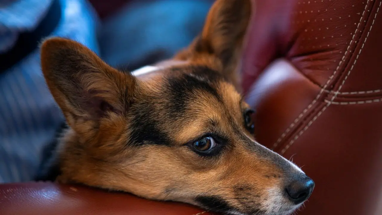 Canine heroes: How dogs are protecting world's vineyards from threats