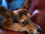 Canine heroes: How dogs are protecting world's vineyards from threats