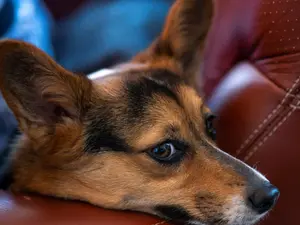 Canine heroes: How dogs are protecting world's vineyards from threats