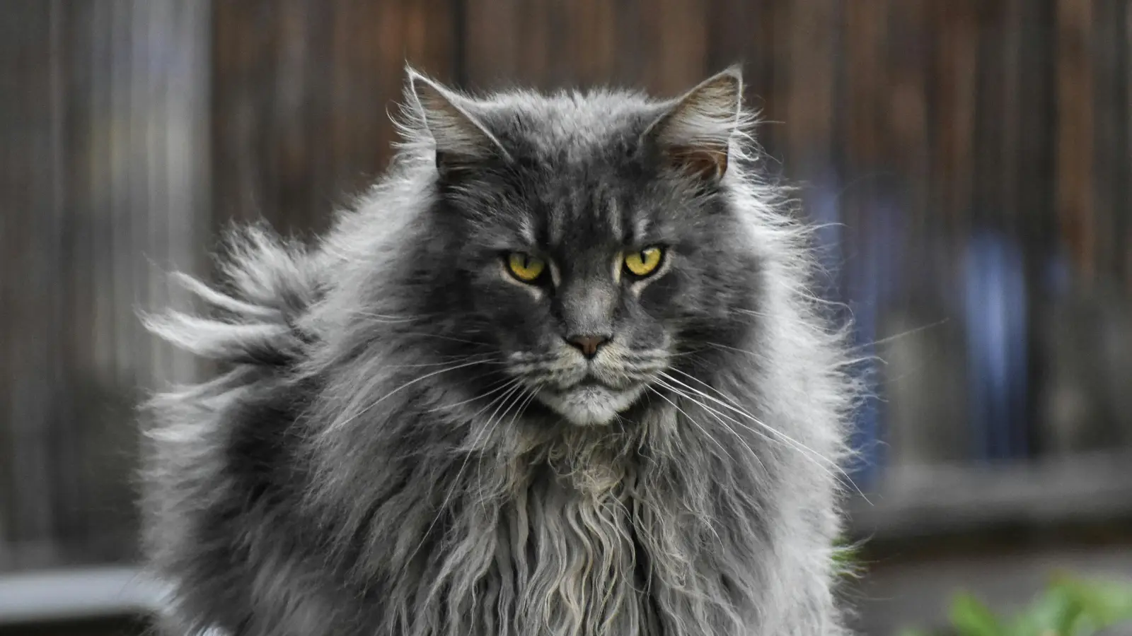 Maine coon 