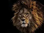 Pakistani man critically injured in lion attack while filming TikTok video