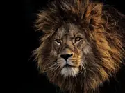 Pakistani man critically injured in lion attack while filming TikTok video
