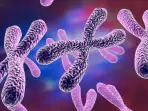Brain ageing could be fault of Mother’s X chromosome, study suggests