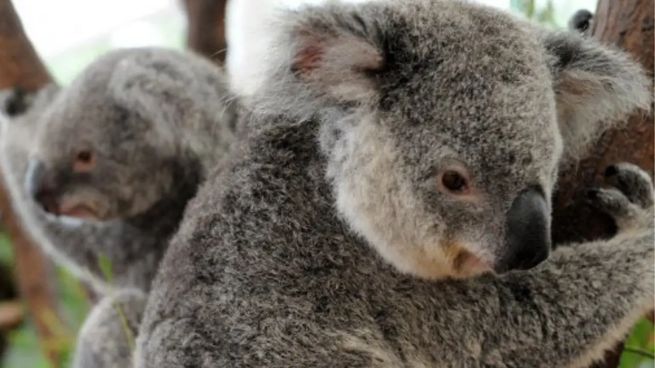 Australia shoots koalas dead from helicopter in euthanasia operation orphaning several joeys