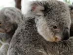 Australia shoots koalas dead from helicopter in euthanasia operation orphaning several joeys