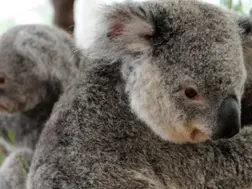Australia shoots koalas dead from helicopter in euthanasia operation orphaning several joeys