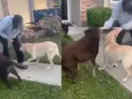 Sunita Williams reunites with her dogs, says 'best homecoming ever'. Watch heartwarming video