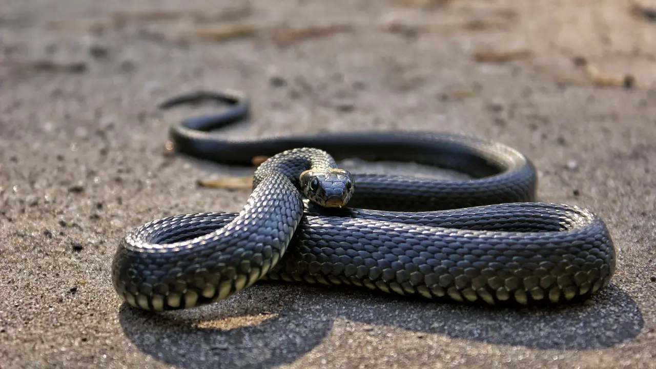 Snake causes power outage on Japan's Shinkansen bullet train, stranding hundreds during golden week