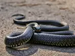 Snake causes power outage on Japan's Shinkansen bullet train, stranding hundreds during golden week
