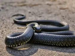 Snake causes power outage on Japan's Shinkansen bullet train, stranding hundreds during golden week