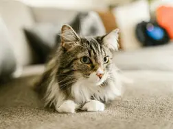 Cat accidentally left on plane, travels three trips between New Zealand and Australia in 24 hours
