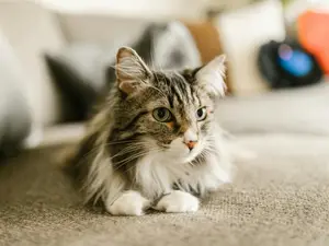 Cat accidentally left on plane, travels three trips between New Zealand and Australia in 24 hours