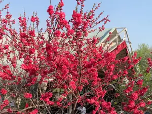 Almond blossom draws hundreds of tourists and locals; govt organises spring festival