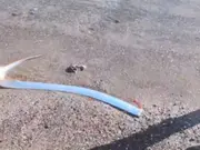 Watch | ‘Doomsday fish’ spotted at Mexican coast. Is this a warning for world?