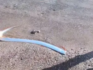 Watch | ‘Doomsday fish’ spotted at Mexican coast. Is this a warning for world?