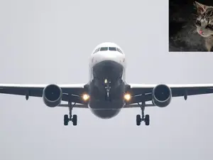 Cat 'hijacks' Ryanair flight to Germany, causing two-day delay