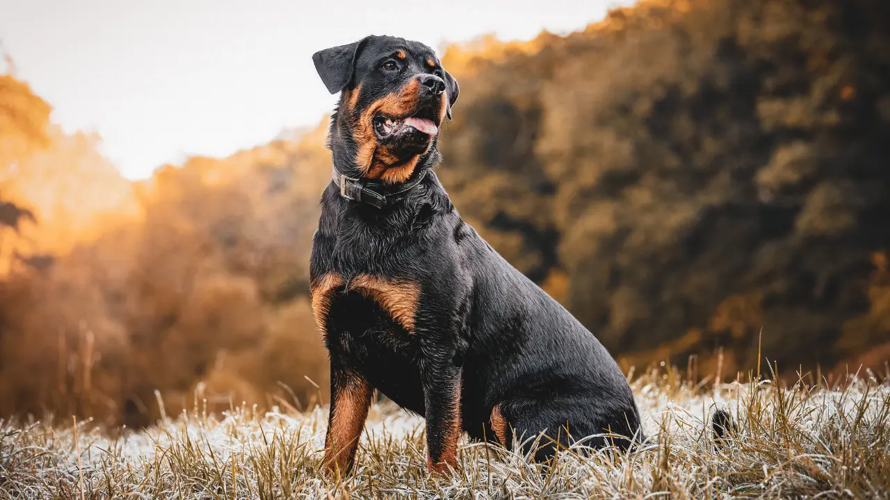WATCH: Russian woman shields kid with own body to protect from Rottweiler attack