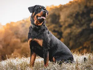 WATCH: Russian woman shields kid with own body to protect from Rottweiler attack