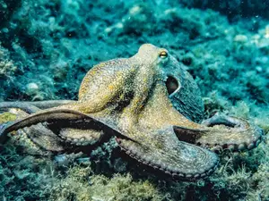 Study reveals octopuses may have oldest known sex chromosomes
