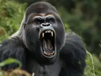 1 gorilla vs 100 men: Who started the viral debate that has captivated everyone?