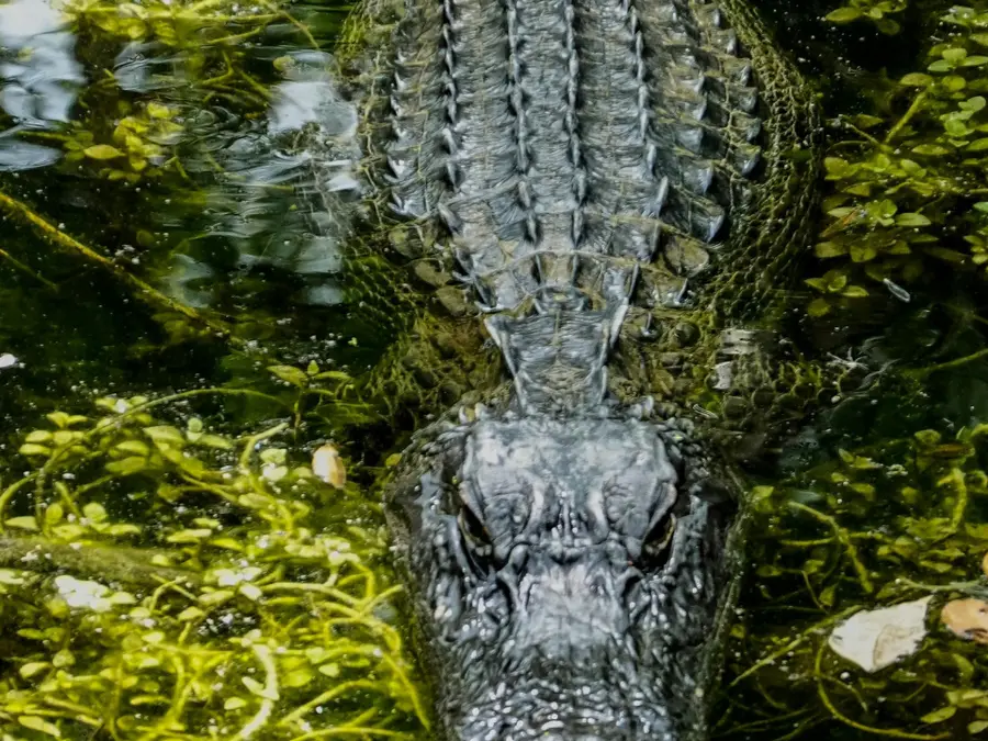Wife fights eight-and-a-half-foot alligator to save husband's life
