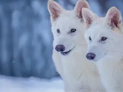 Scientists claim to have resurrected dire wolf. 'First successfully de-extincted animal'