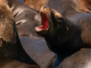 Sea lions in California are turning 'demonic', 'lethargic' and appear to be 'stargazing'