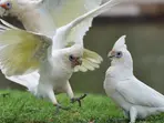 Tiny birds mysteriously falling out of trees in Australia. 'Bleeding, disoriented, paralytic...'