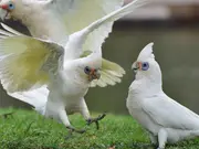 Tiny birds mysteriously falling out of trees in Australia. 'Bleeding, disoriented, paralytic...'