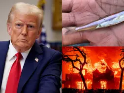 Trump blames 'worthless fish' for California wildfires. Is the endangered 'Delta smelt' really to blame for LA fires?
