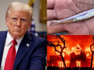 Trump blames 'worthless fish' for California wildfires. Is the endangered 'Delta smelt' really to blame for LA fires?
