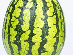 How to pick a good watermelon just by tapping?